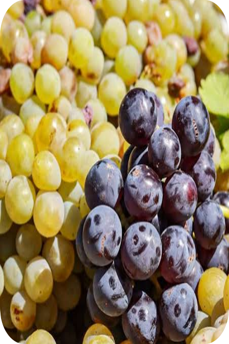 Wine grapes